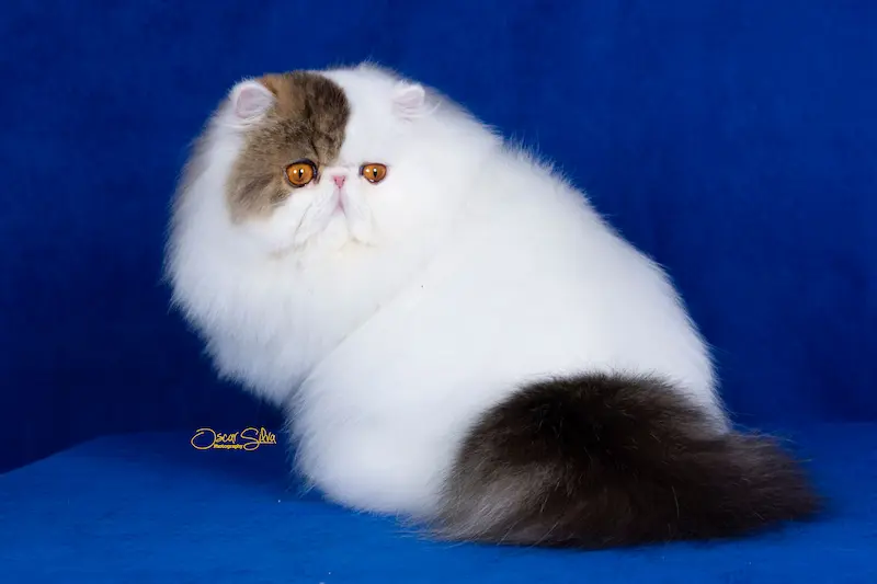 Gato persa o exótico del criadero Casa Belich