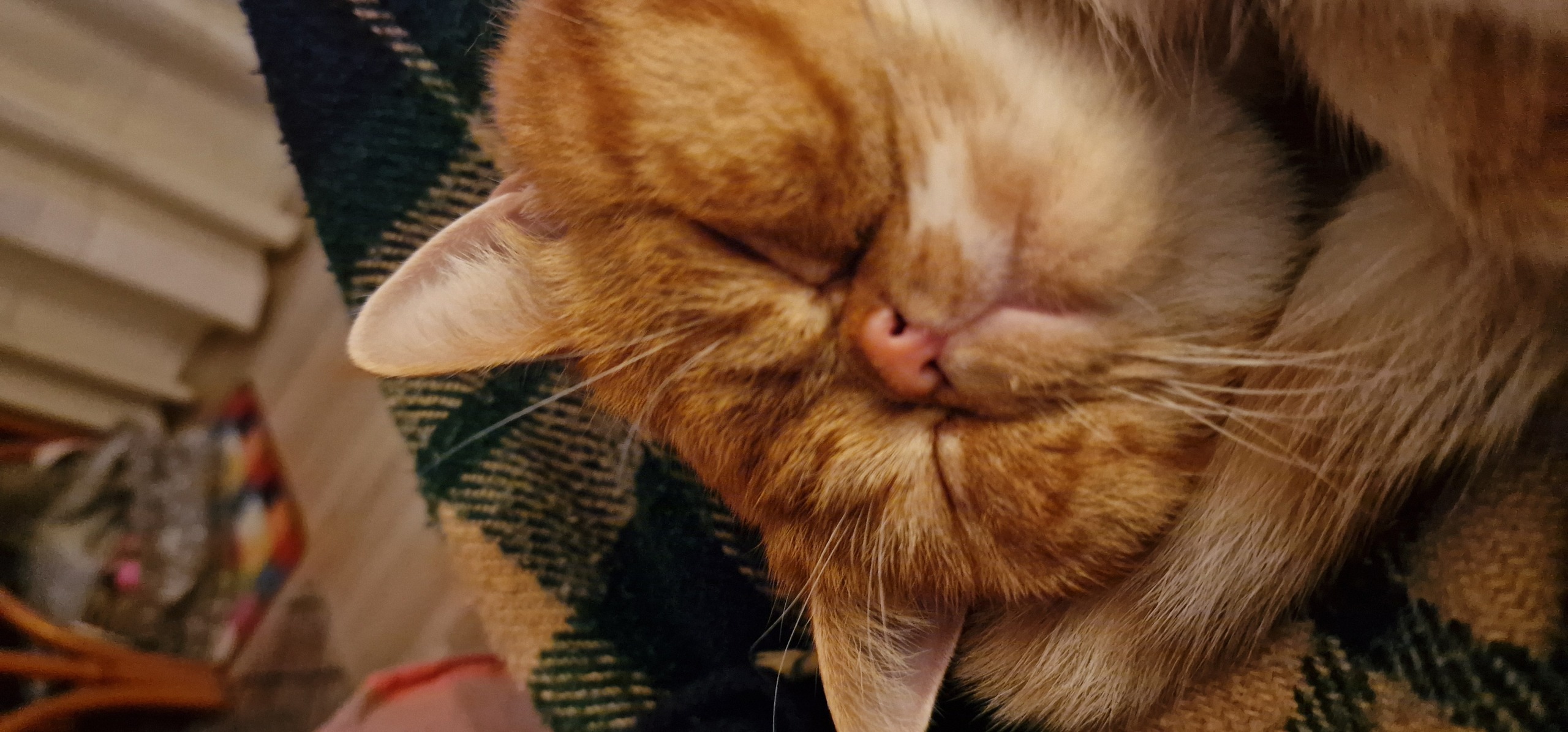 Familia de Nico de Casa Belich en Elche