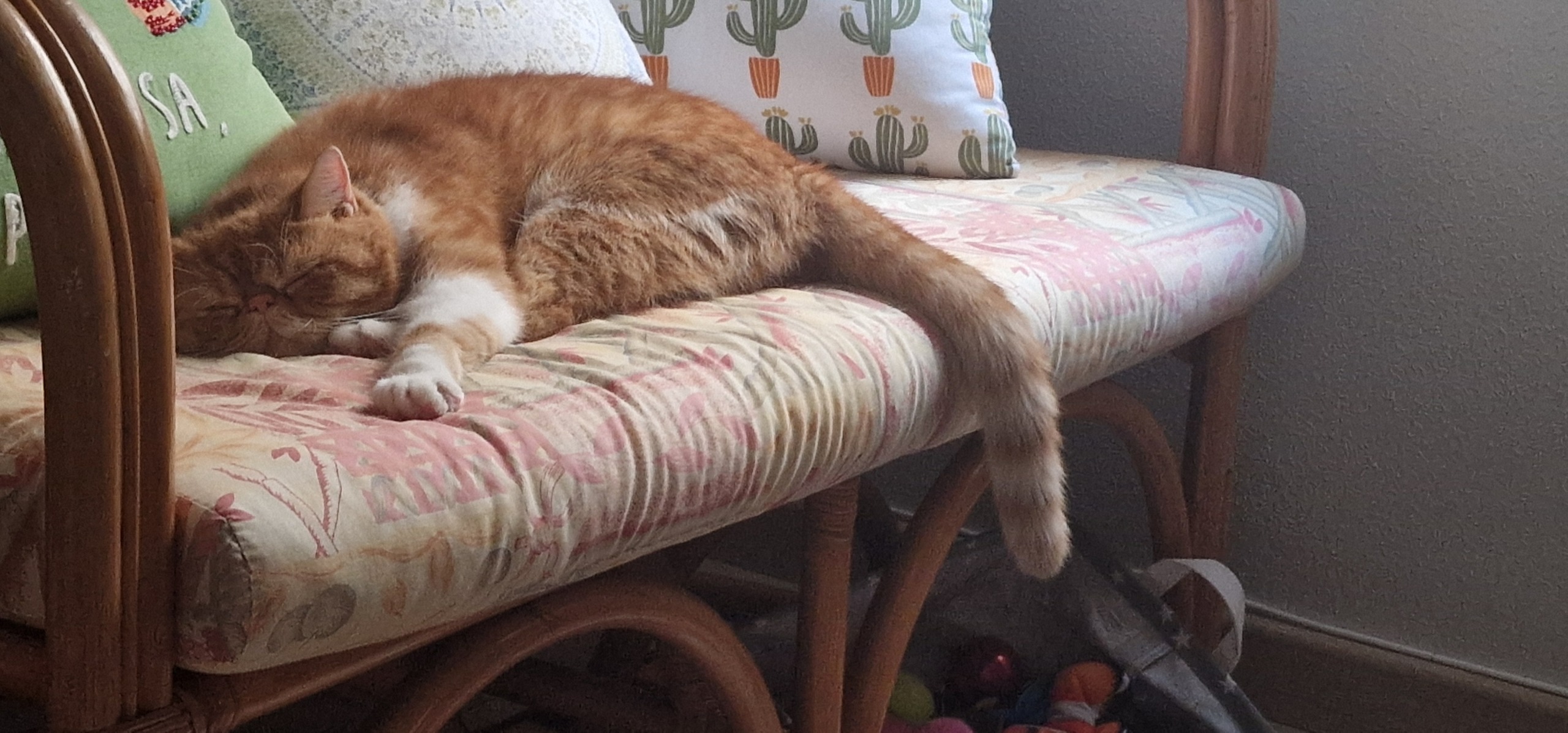 Familia de Nico de Casa Belich en Elche