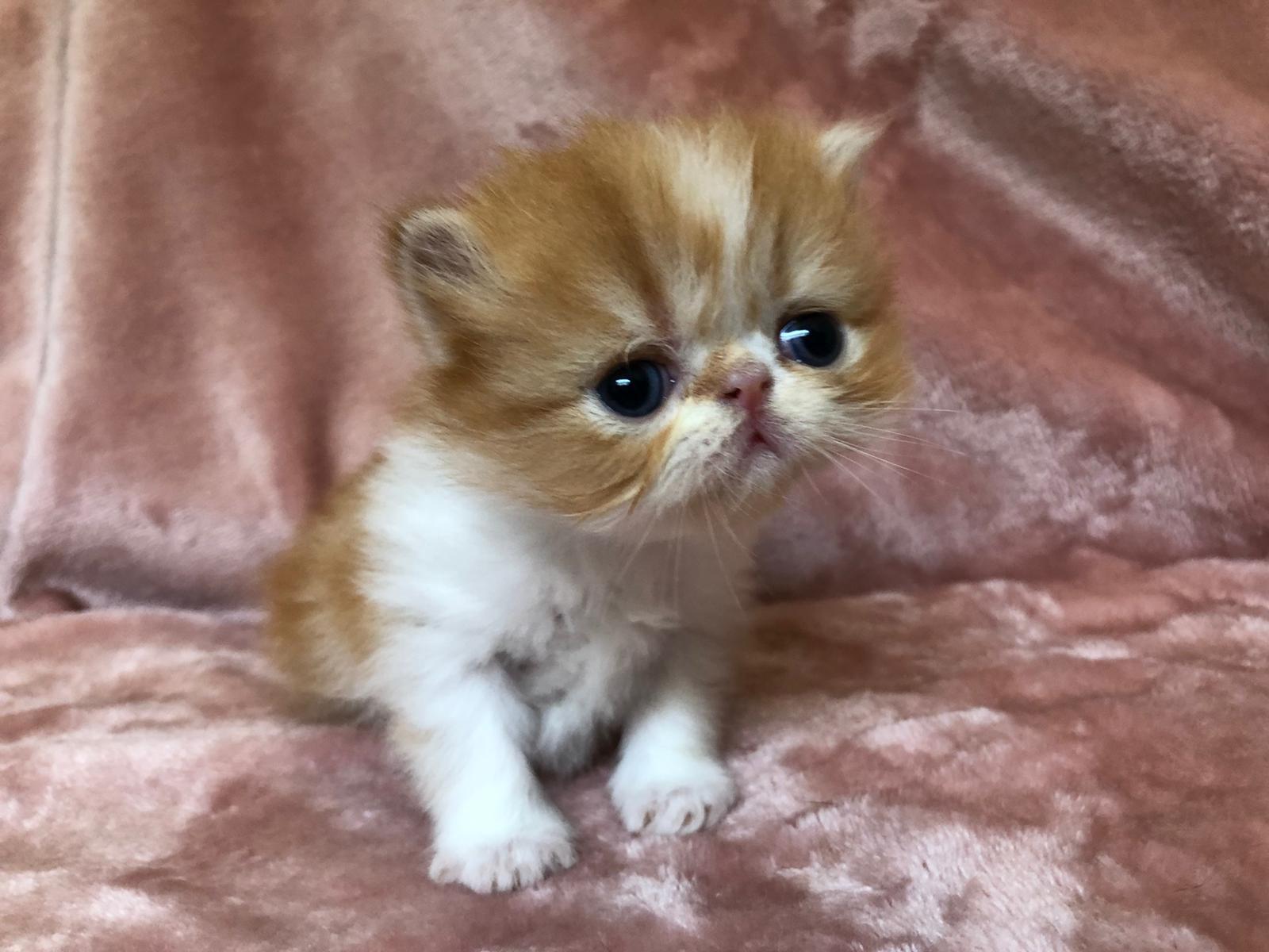 Familia de Mia de Casa Belich en San Vicente del Raspeig