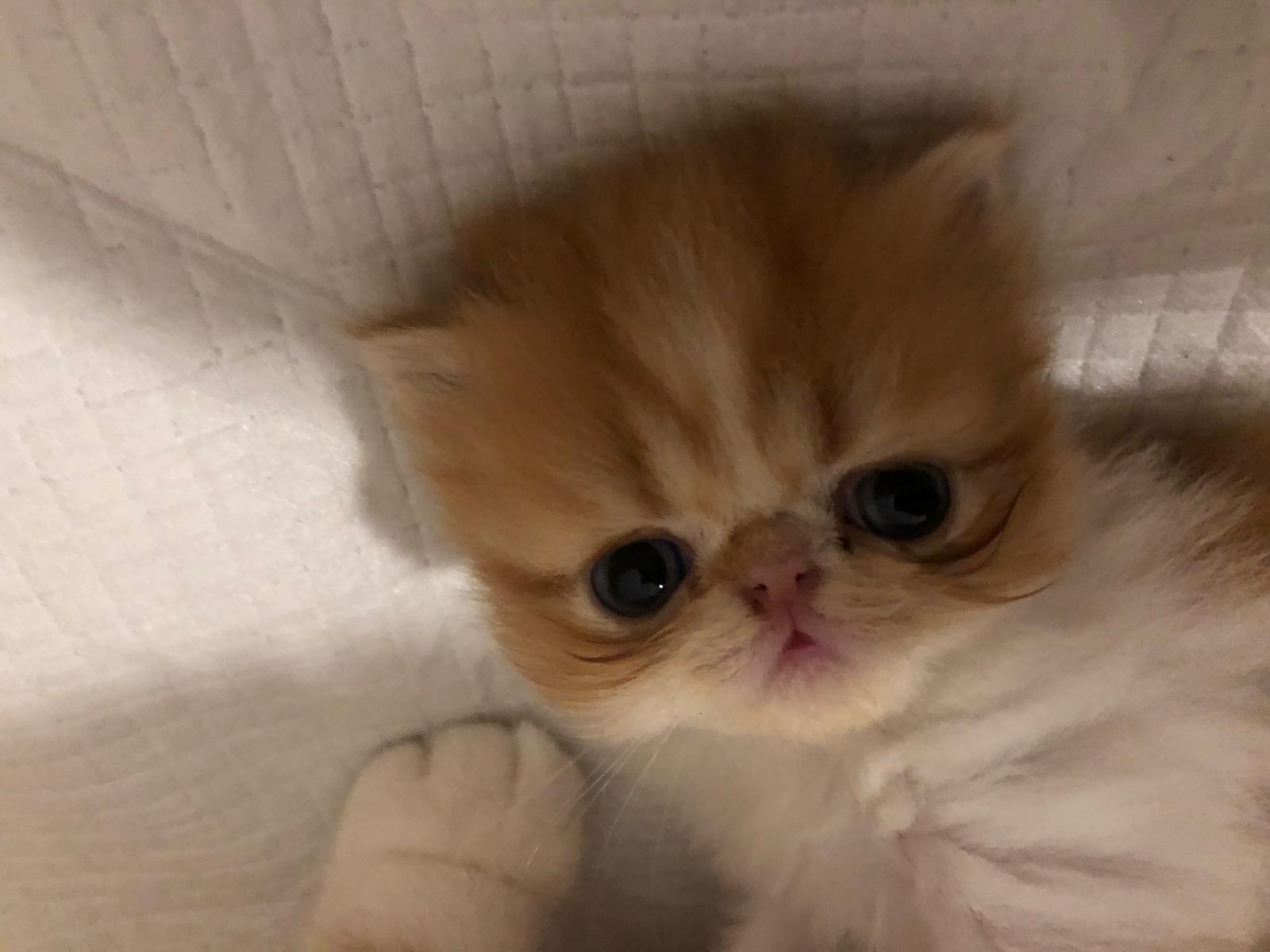 Familia de Mia de Casa Belich en San Vicente del Raspeig