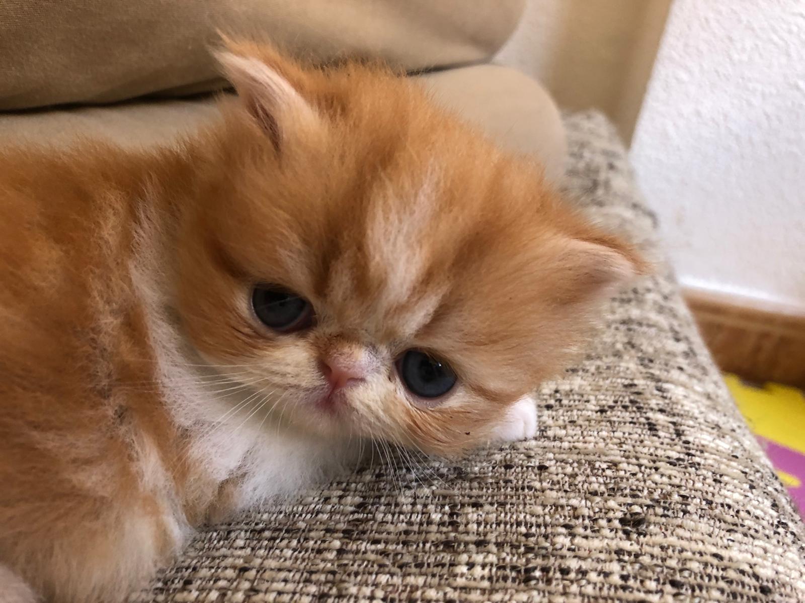 Familia de Mia de Casa Belich en San Vicente del Raspeig