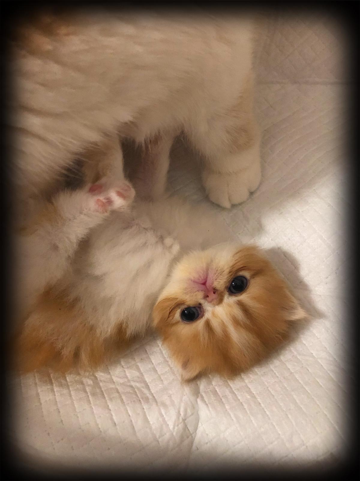 Familia de Mia de Casa Belich en San Vicente del Raspeig