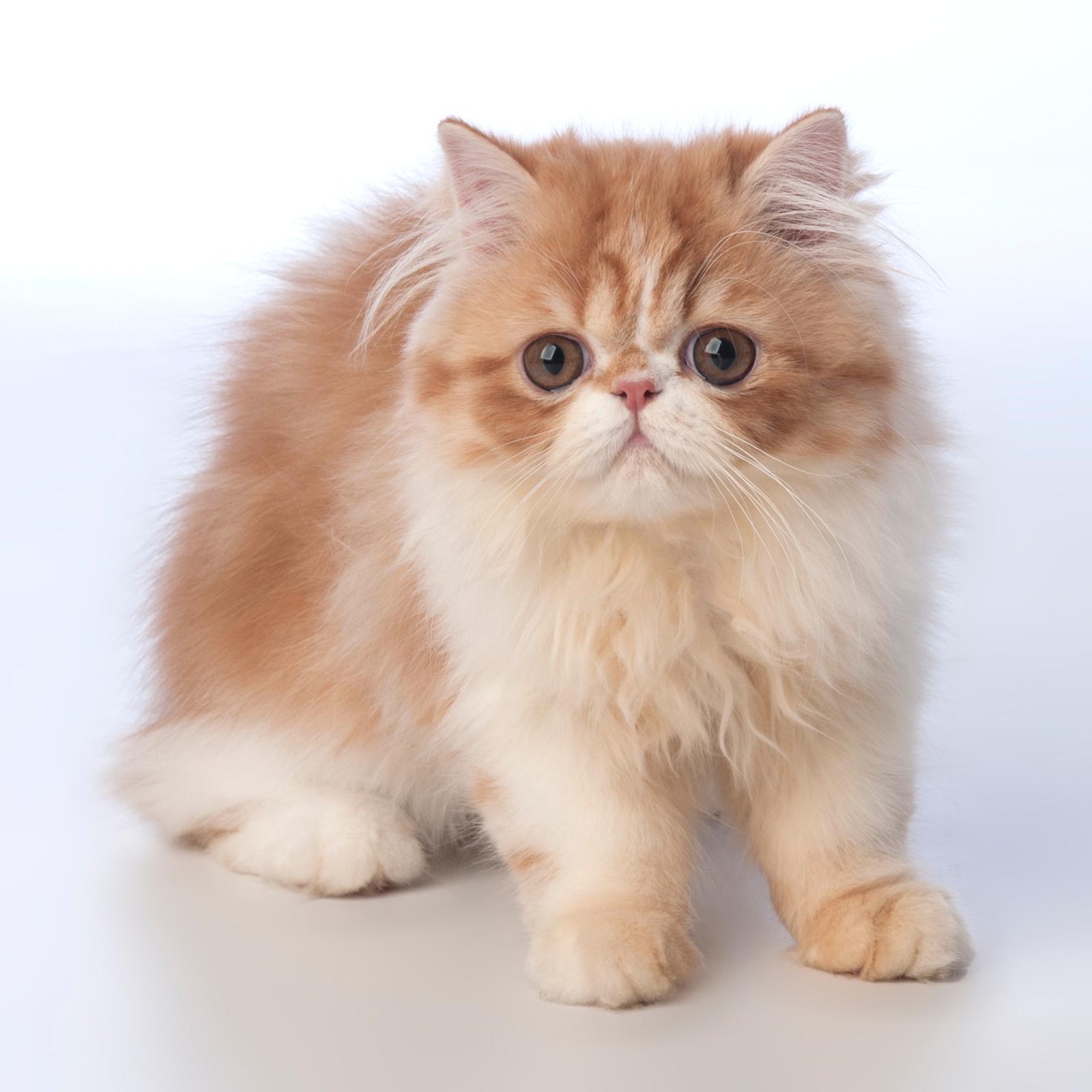 Familia de Mia de Casa Belich en San Vicente del Raspeig