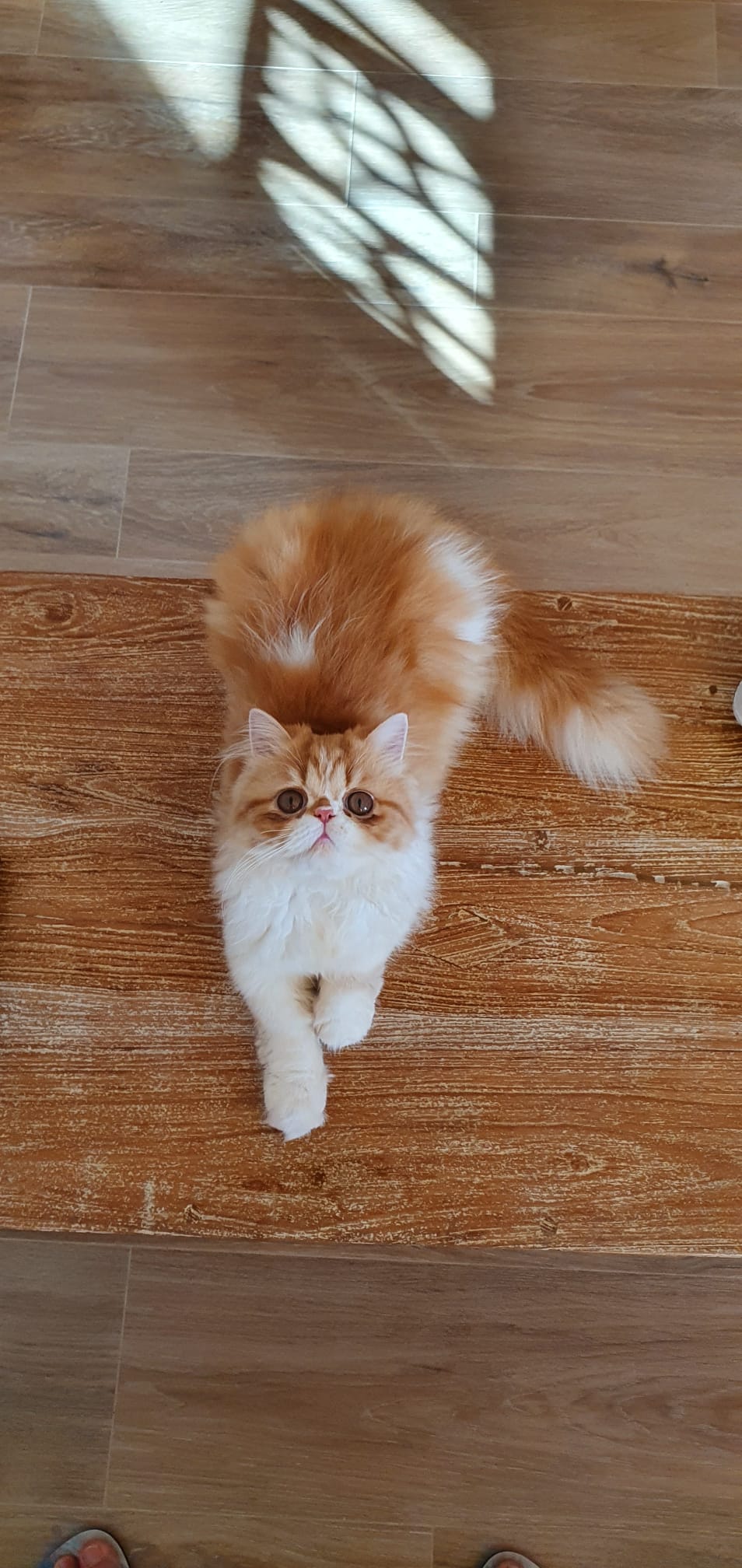 Familia de Mia de Casa Belich en San Vicente del Raspeig