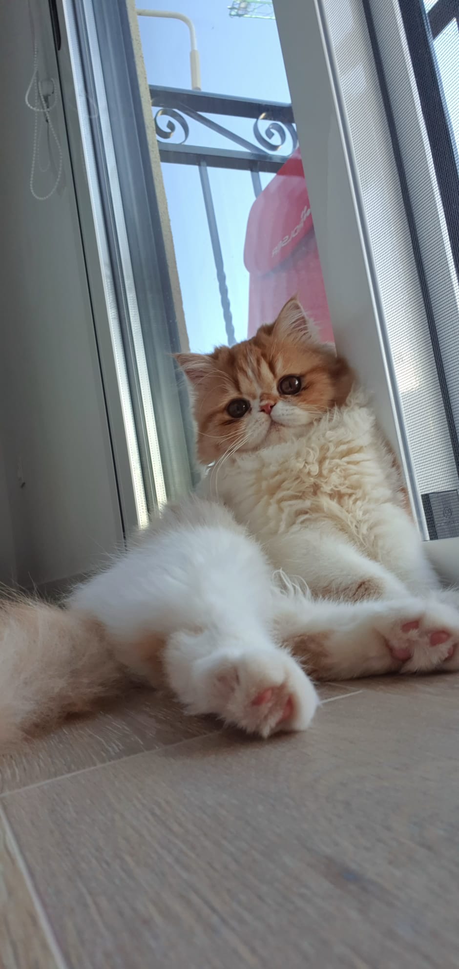 Familia de Mia de Casa Belich en San Vicente del Raspeig