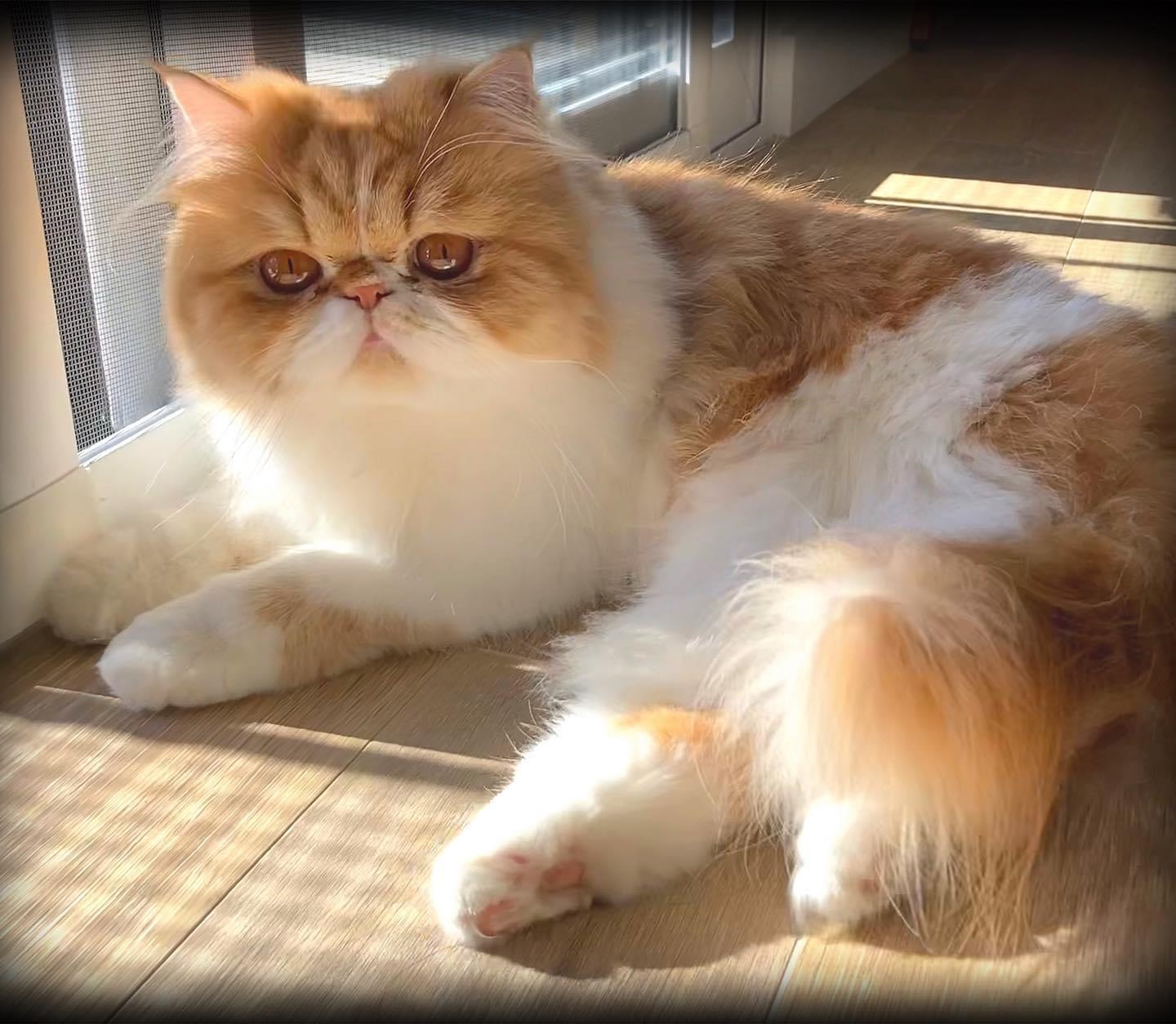 Familia de Mia de Casa Belich en San Vicente del Raspeig