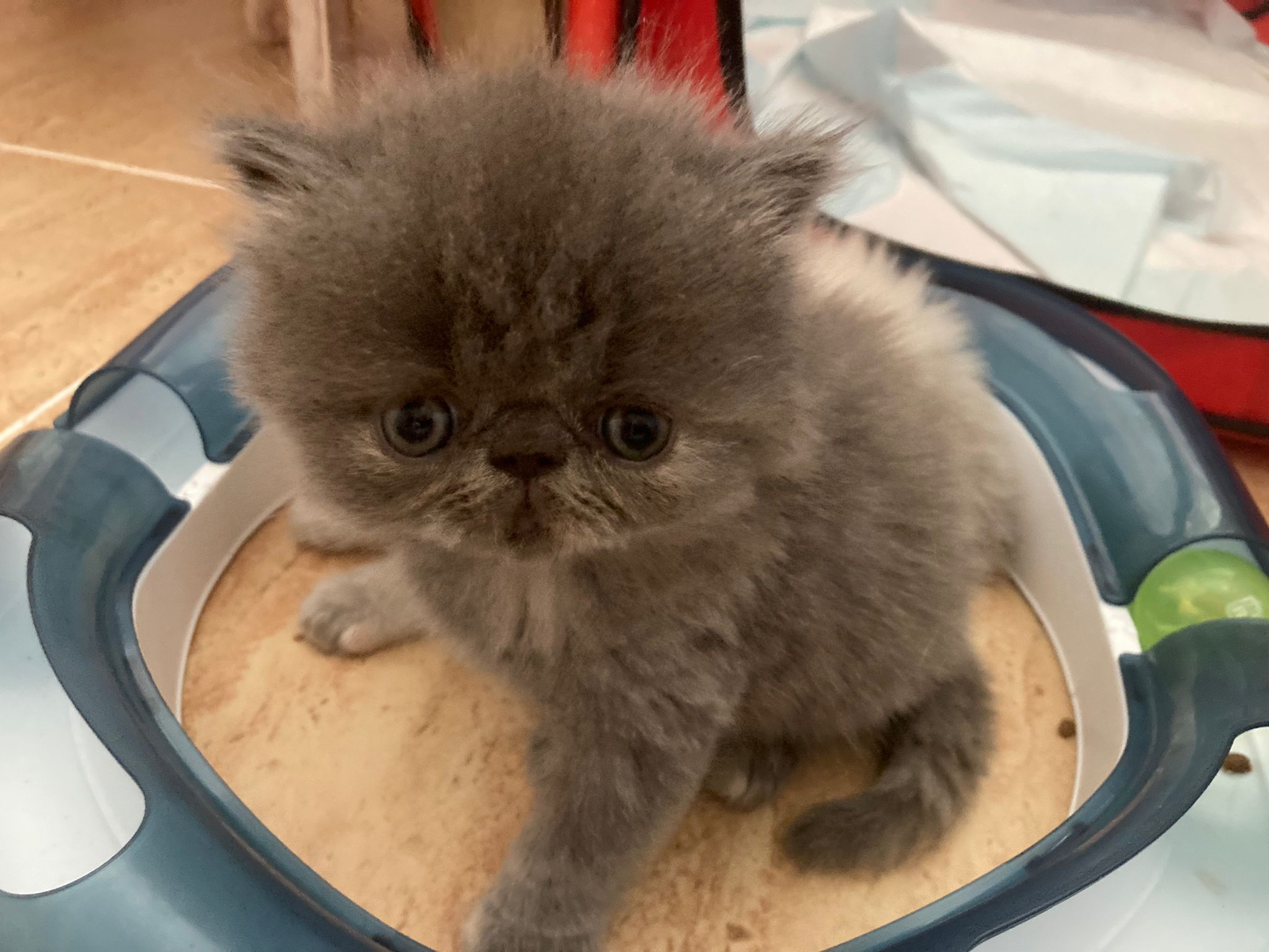 Familia de Casa Belich Blu en San Vicente del Raspeig