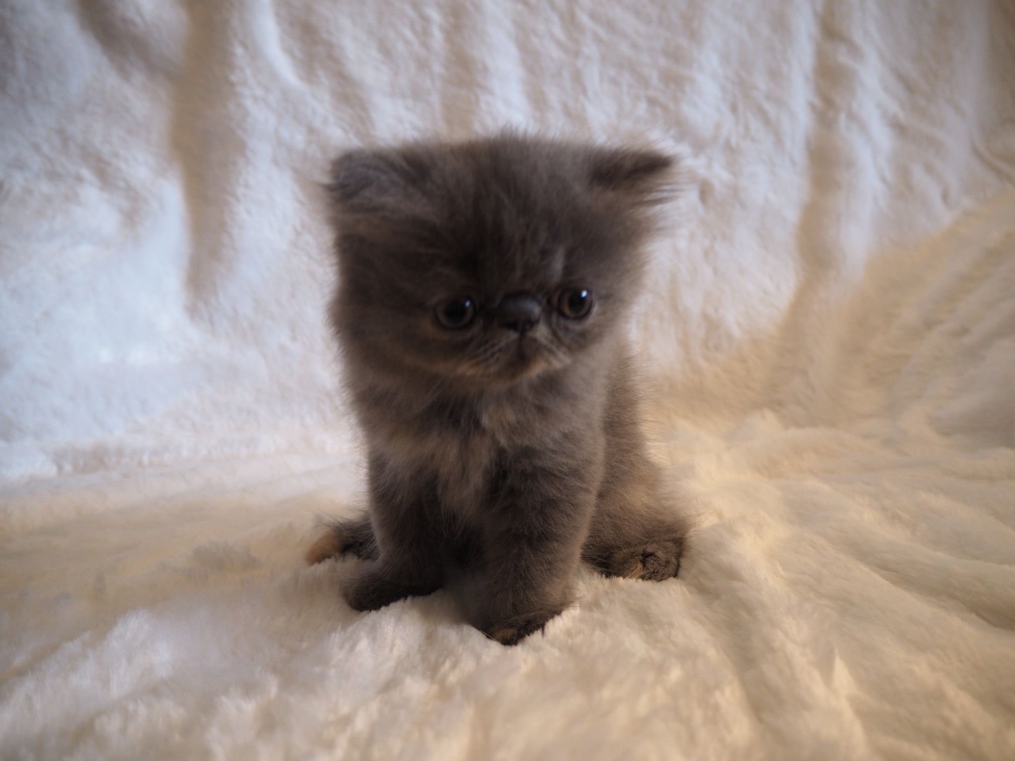 Familia de Casa Belich Blu en San Vicente del Raspeig