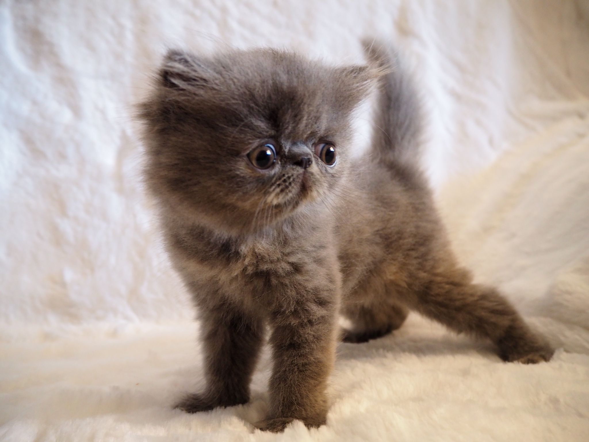 Familia de Casa Belich Blu en San Vicente del Raspeig