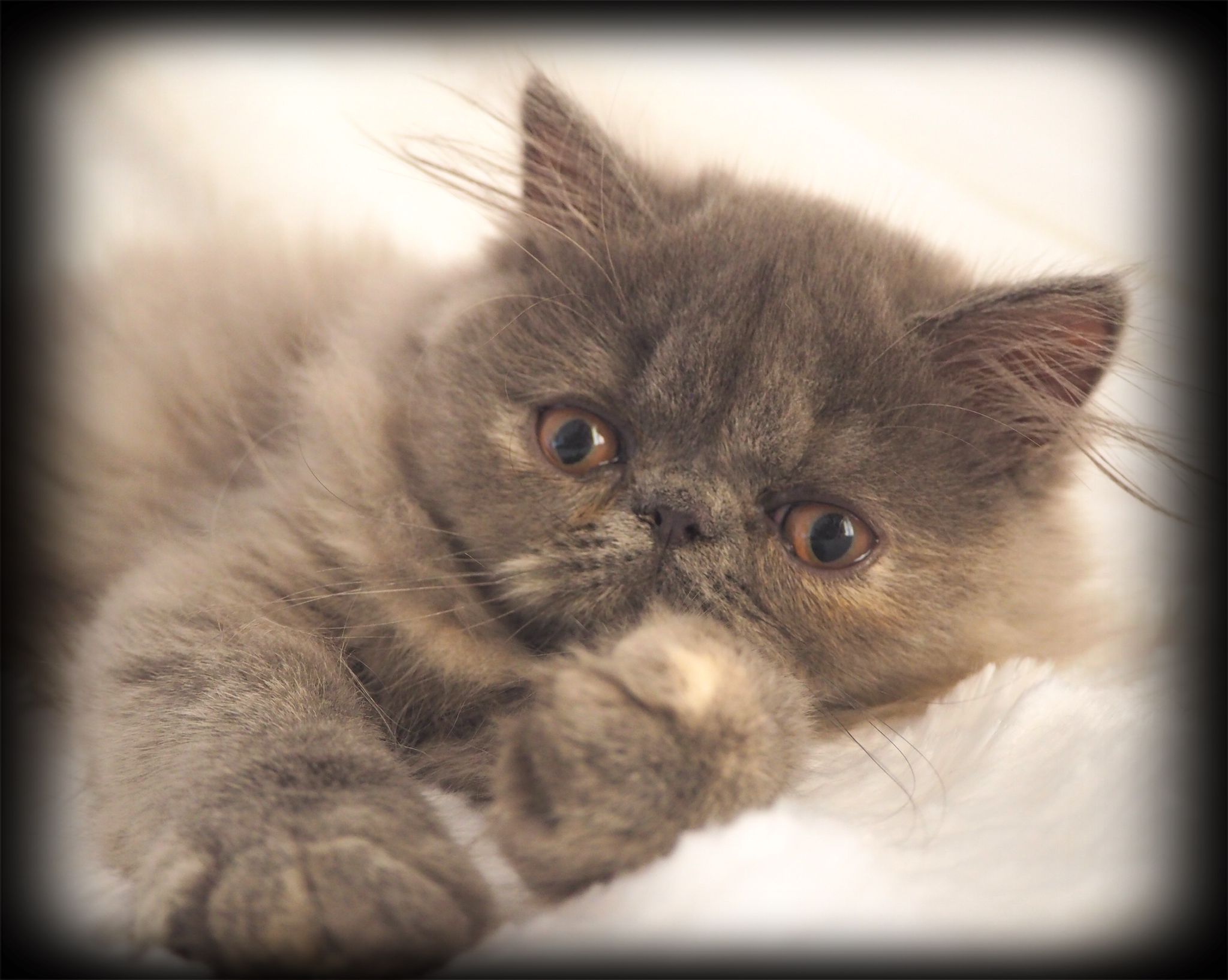 Familia de Casa Belich Blu en San Vicente del Raspeig