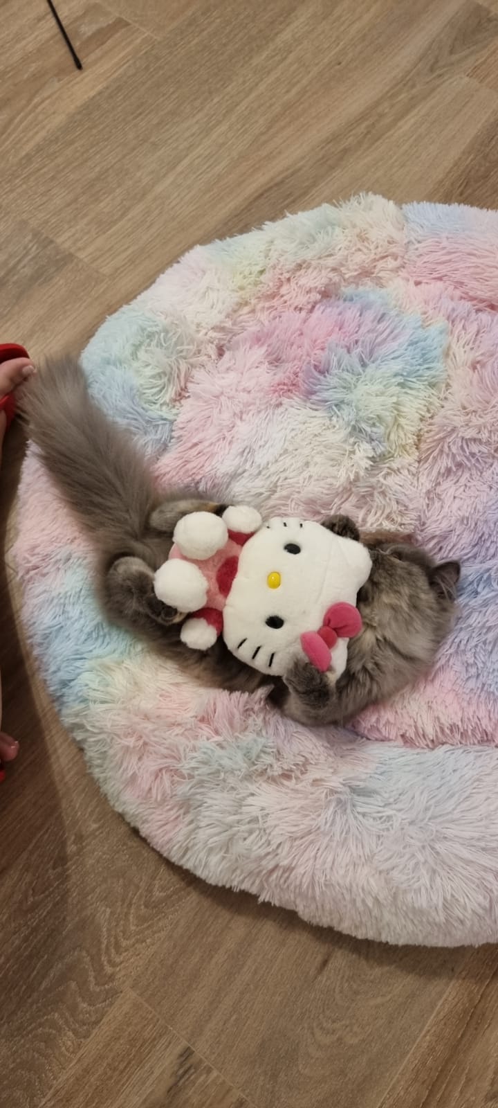 Familia de Casa Belich Blu en San Vicente del Raspeig