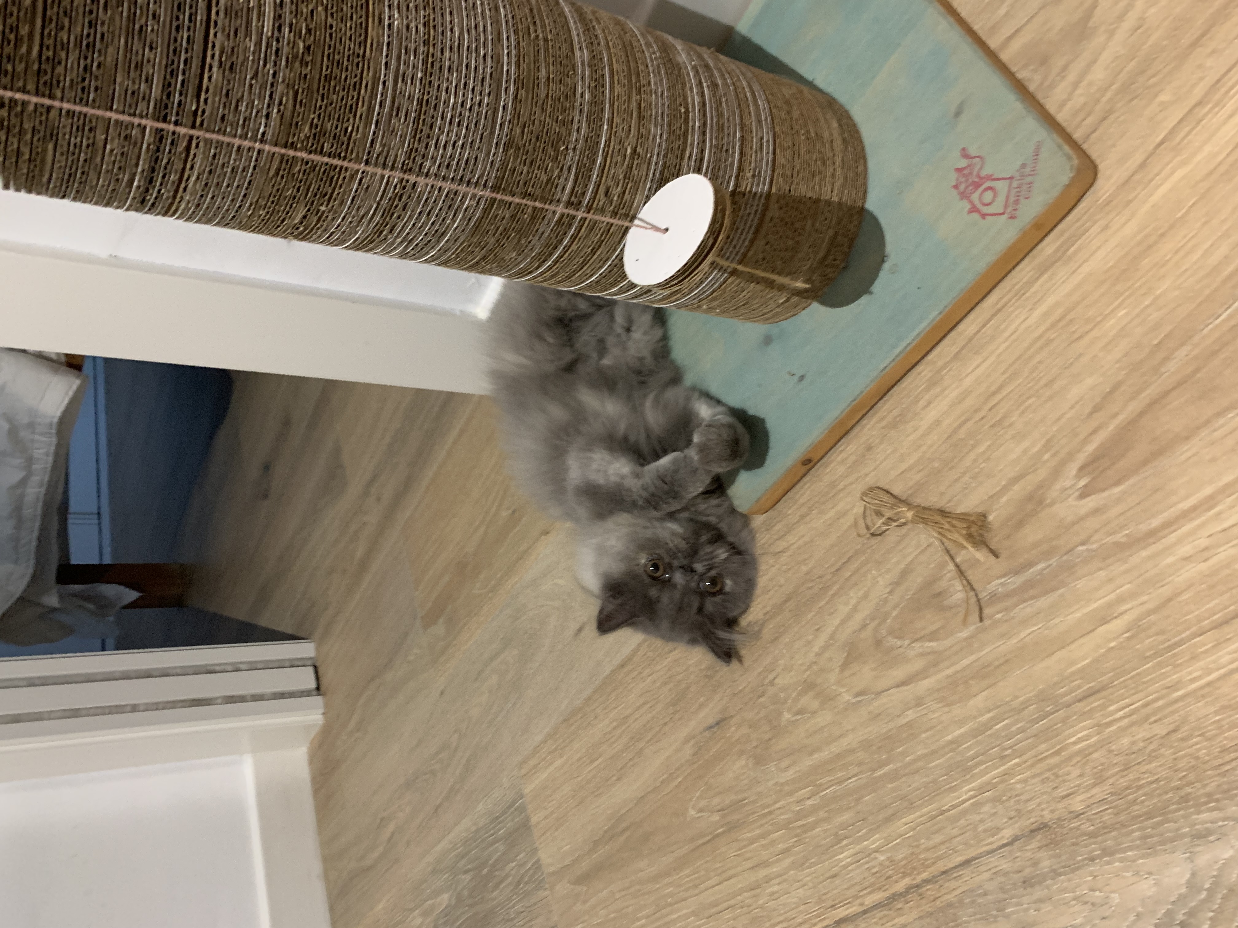 Familia de Casa Belich Blu en San Vicente del Raspeig