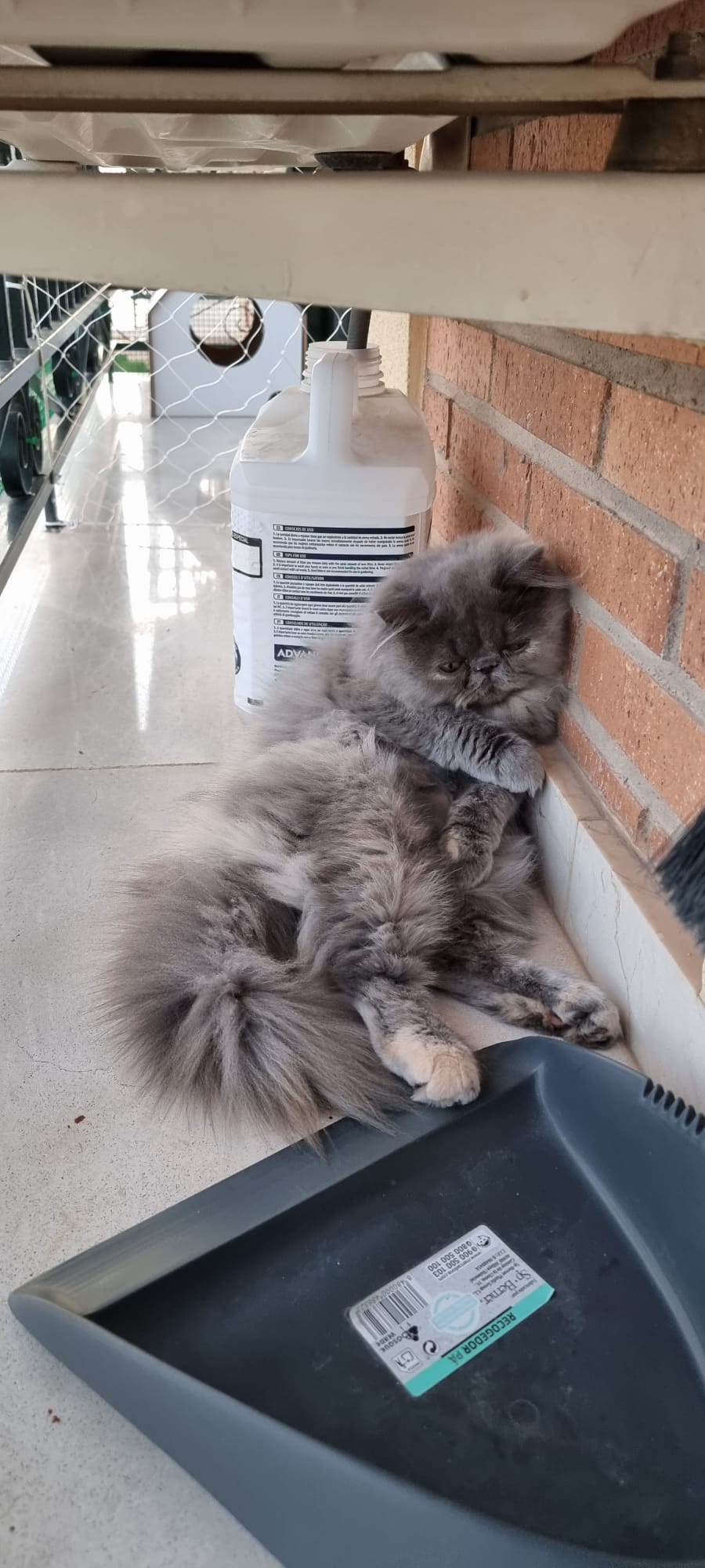 Familia de Casa Belich Blu en San Vicente del Raspeig