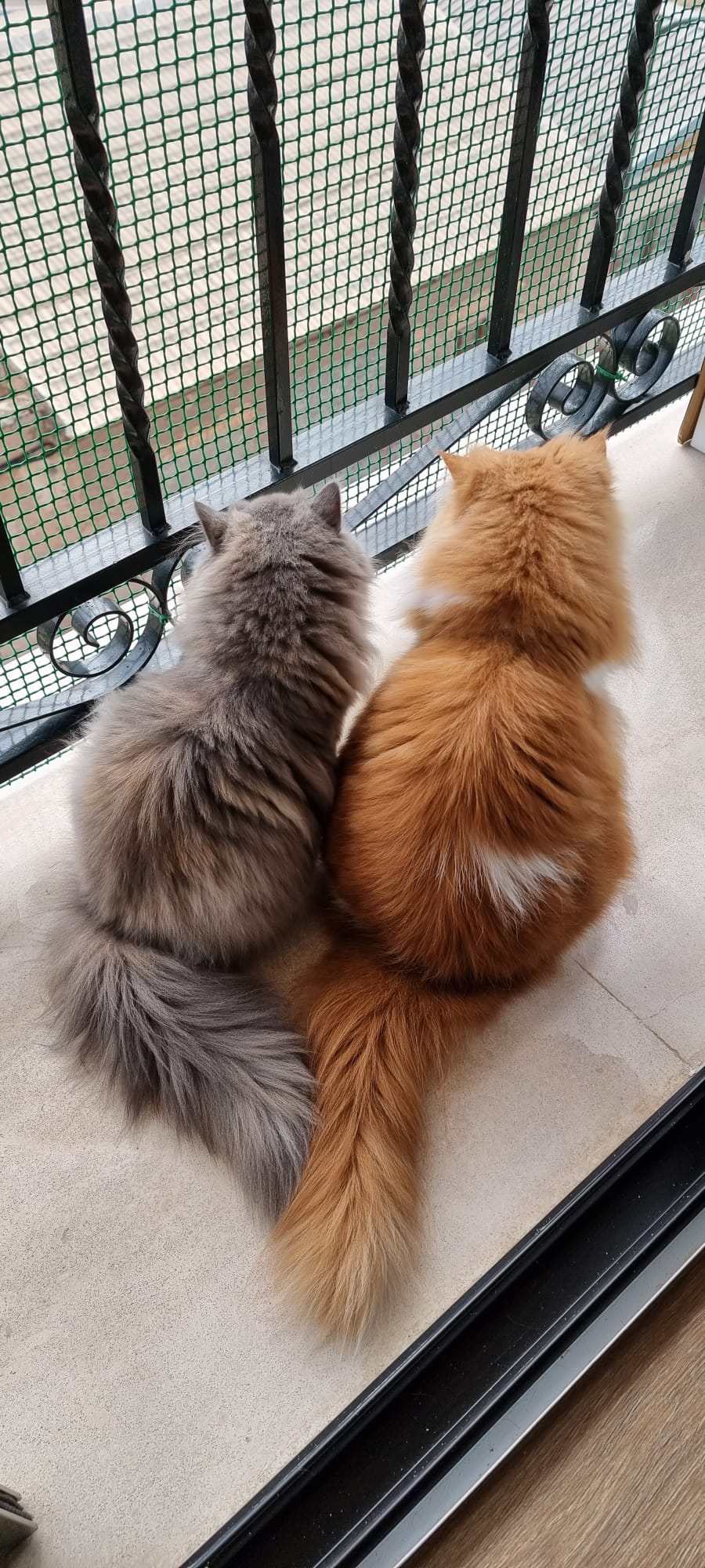 Familia de Casa Belich Blu en San Vicente del Raspeig