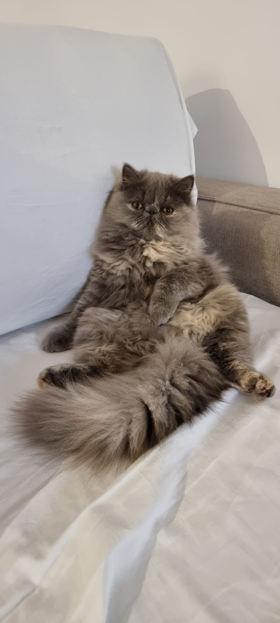 Familia de Casa Belich Blu en San Vicente del Raspeig