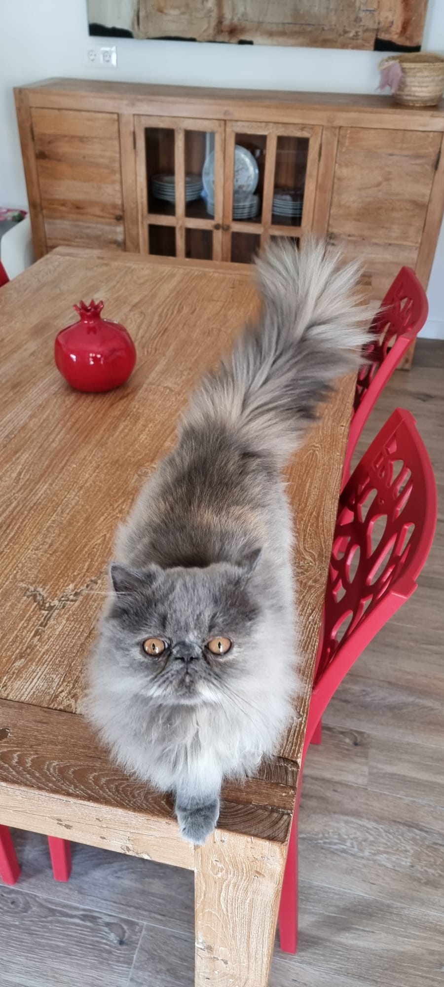 Familia de Casa Belich Blu en San Vicente del Raspeig