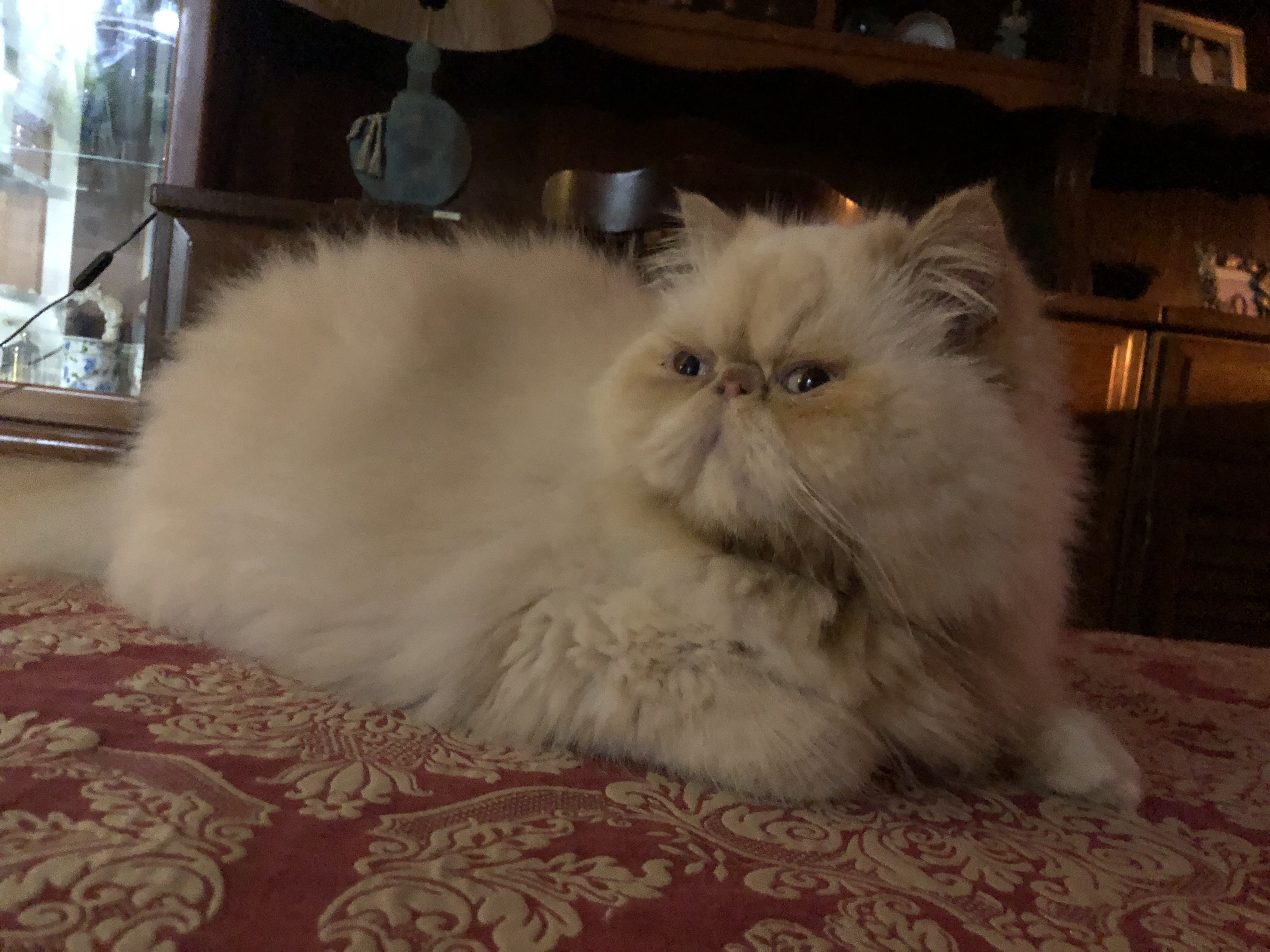 Familia de Tom de Casa Belich en Zaragoza