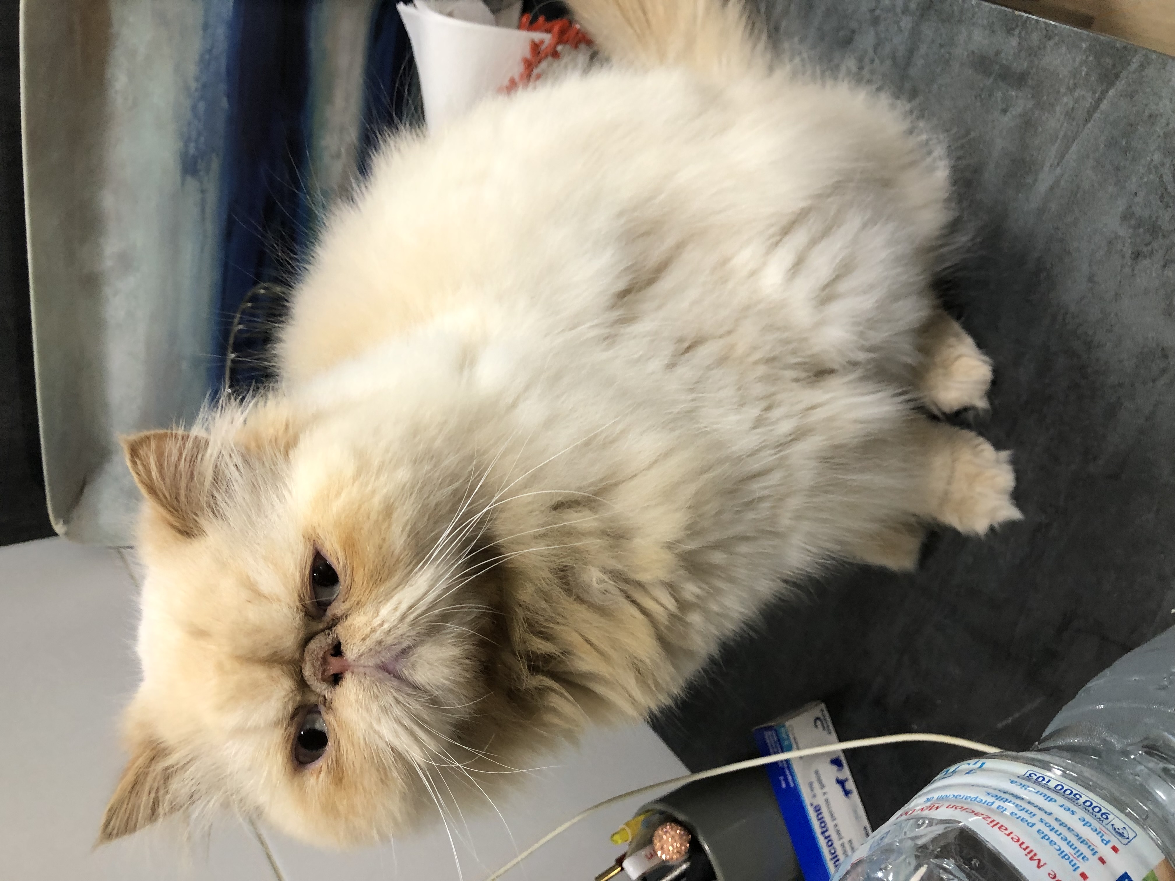 Familia de Tom de Casa Belich en Zaragoza