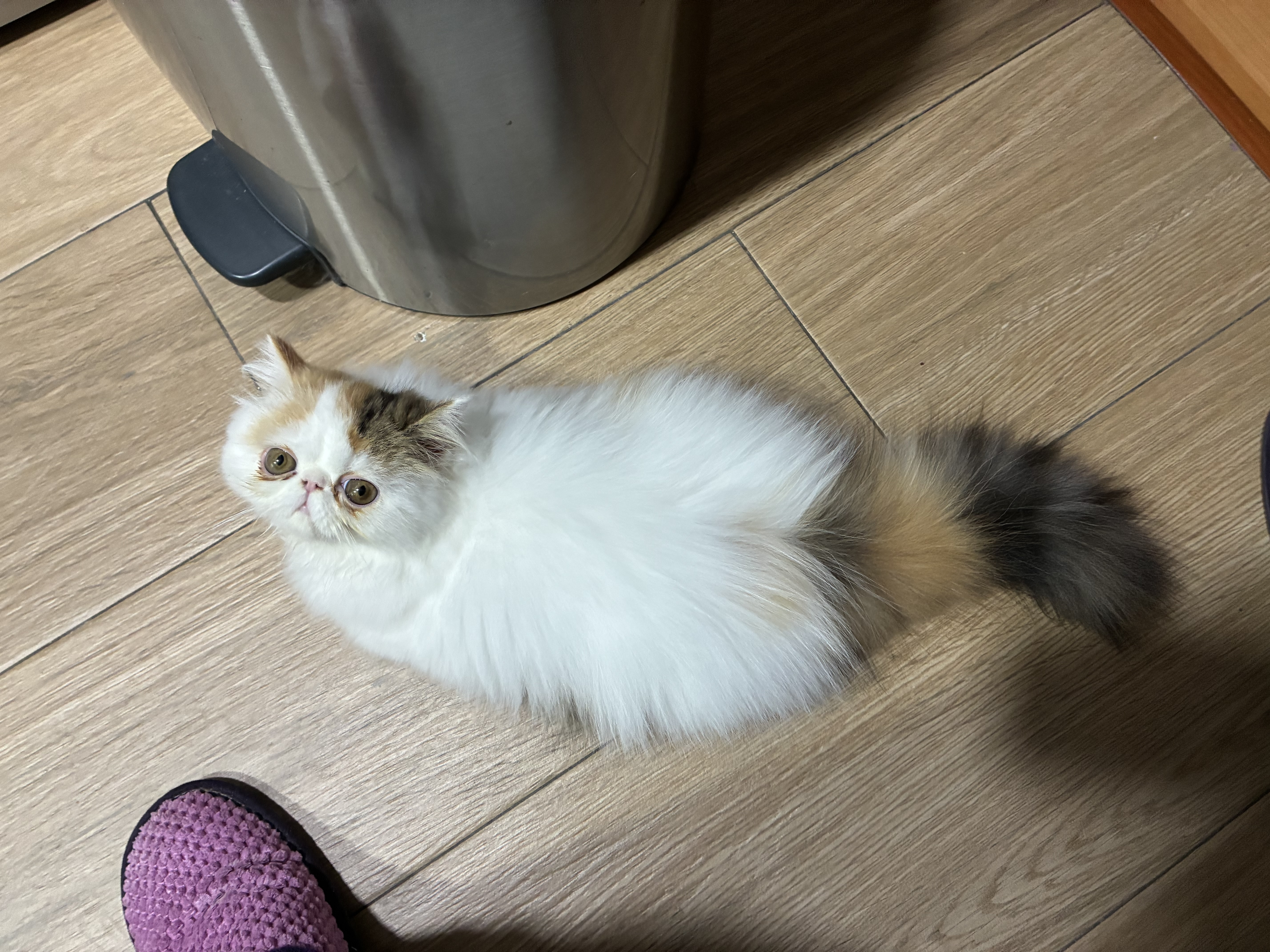 Familia de Casa Belich Sina en Zaragoza