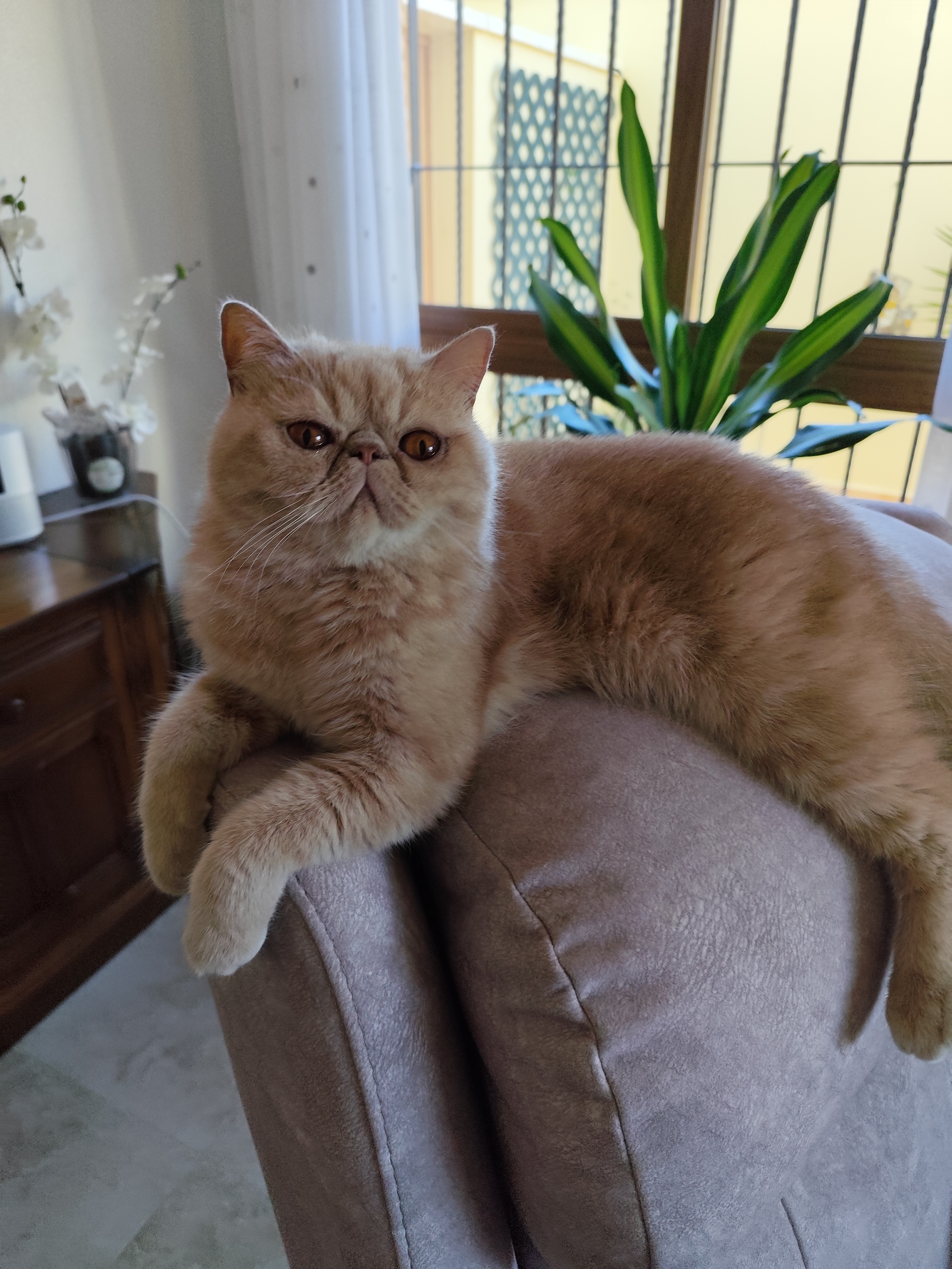Familia de Rosie de Casa Belich en San Pedro del Pinatar