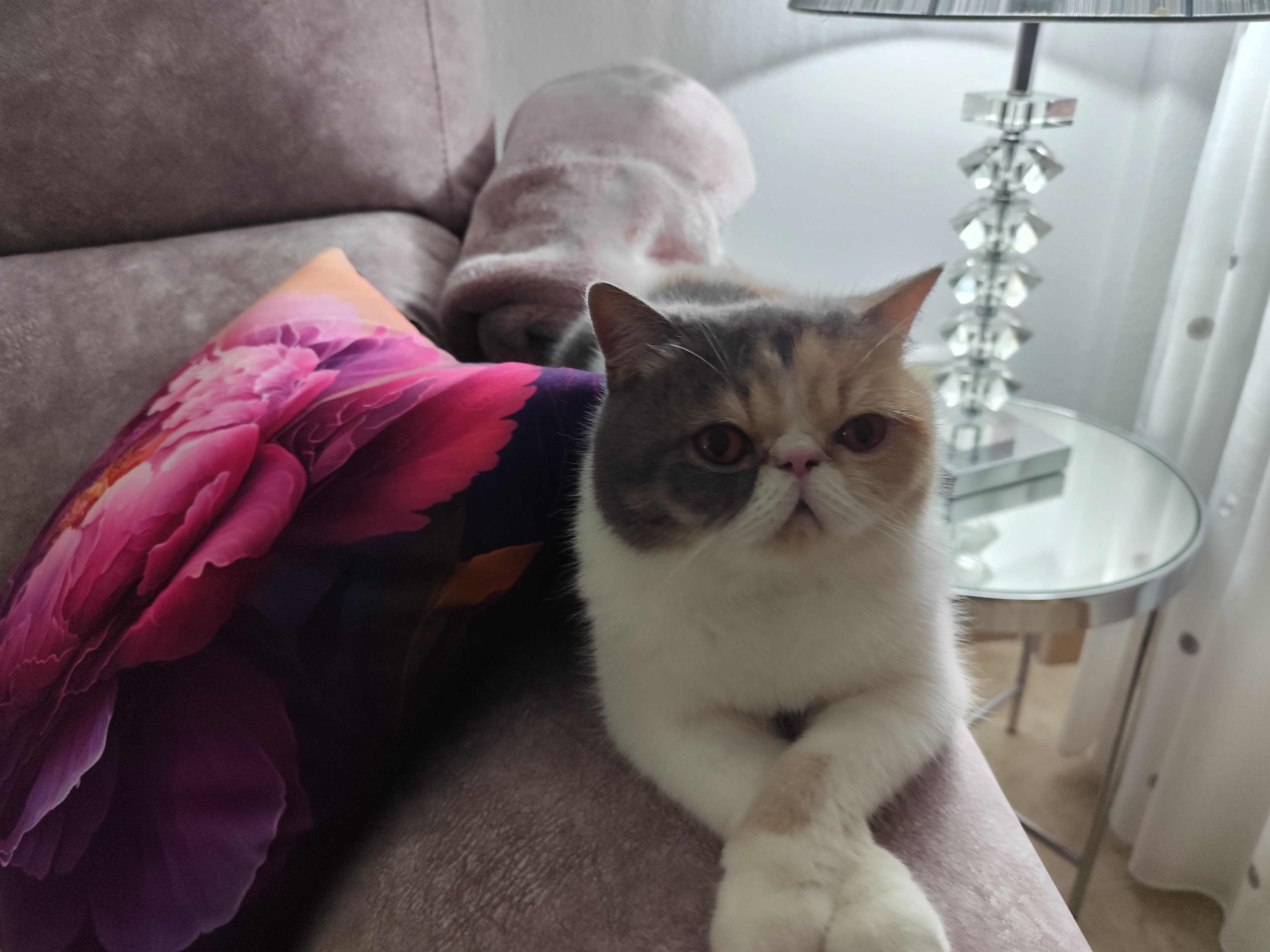 Familia de Rosie de Casa Belich en San Pedro del Pinatar