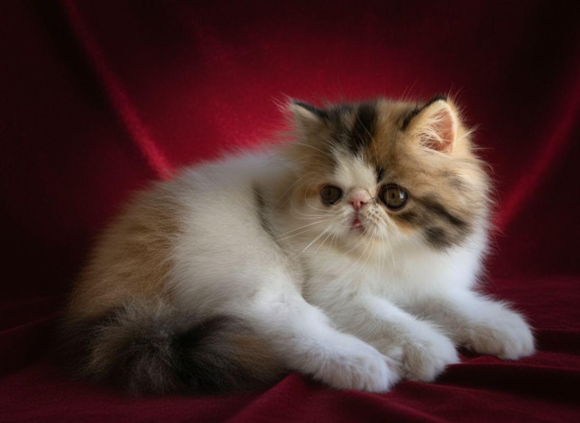 Familia de Casa Belich Mimi en Córdoba