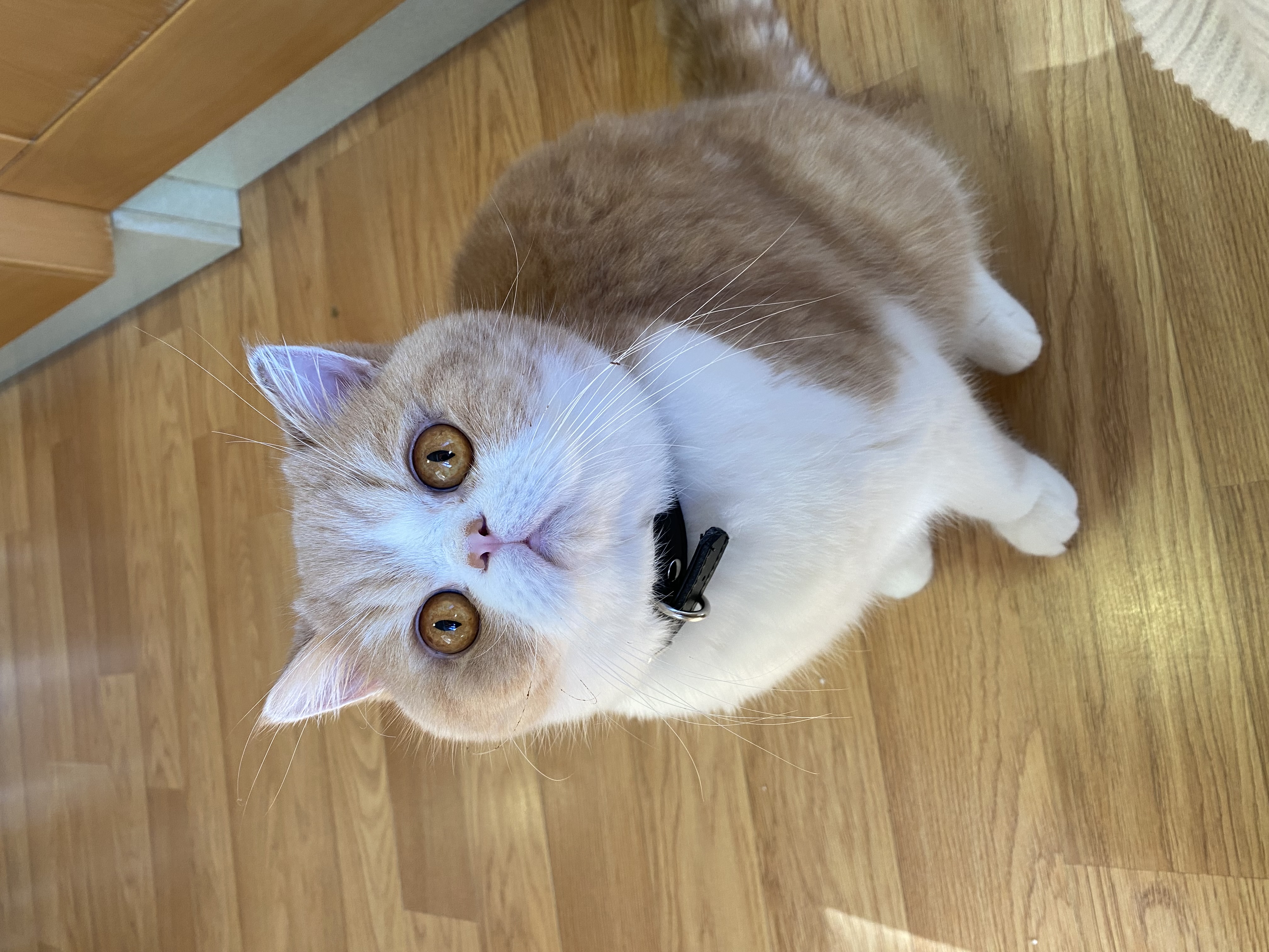 Familia de Sheldon de Casa Belich en Churra