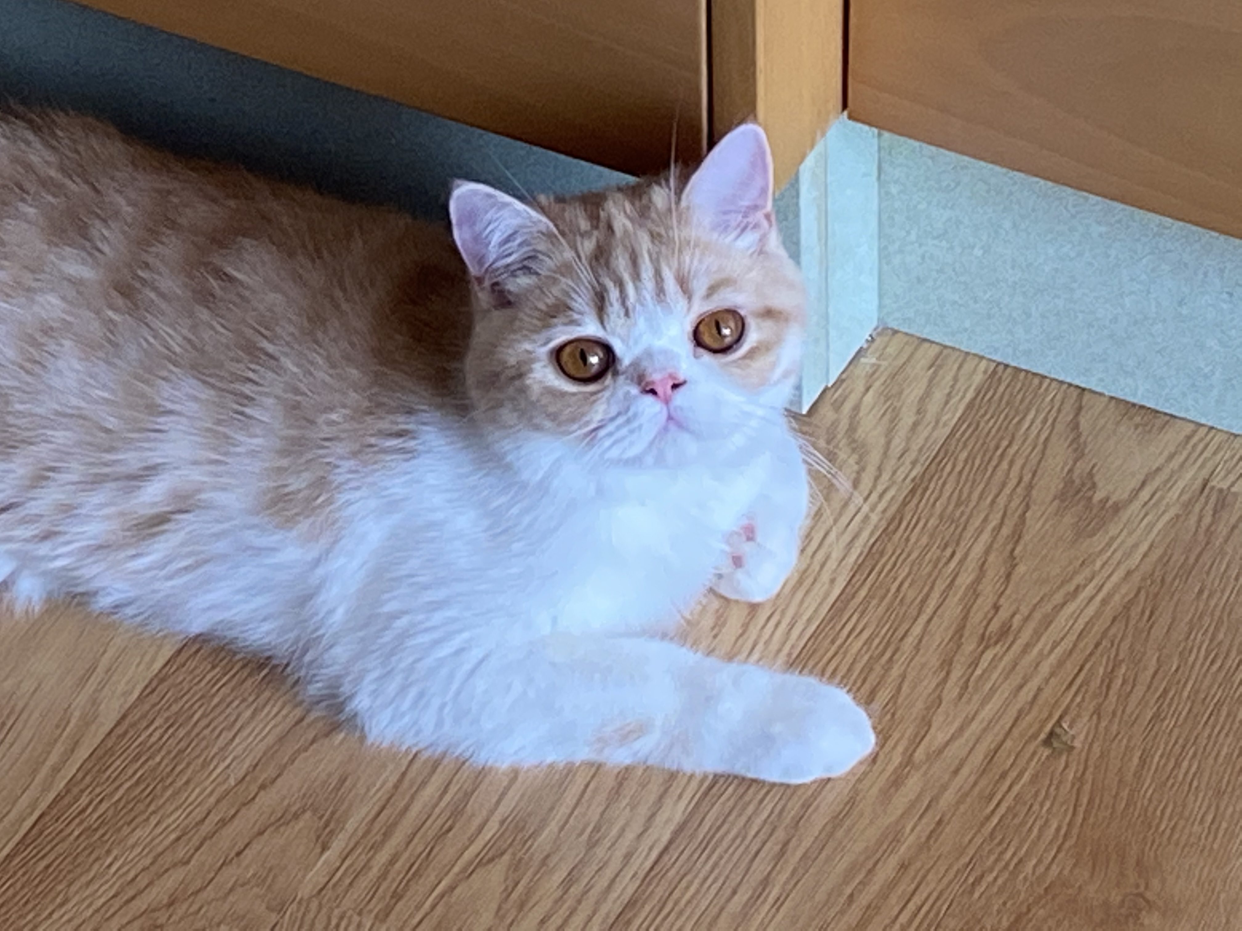 Familia de Sheldon de Casa Belich en Churra