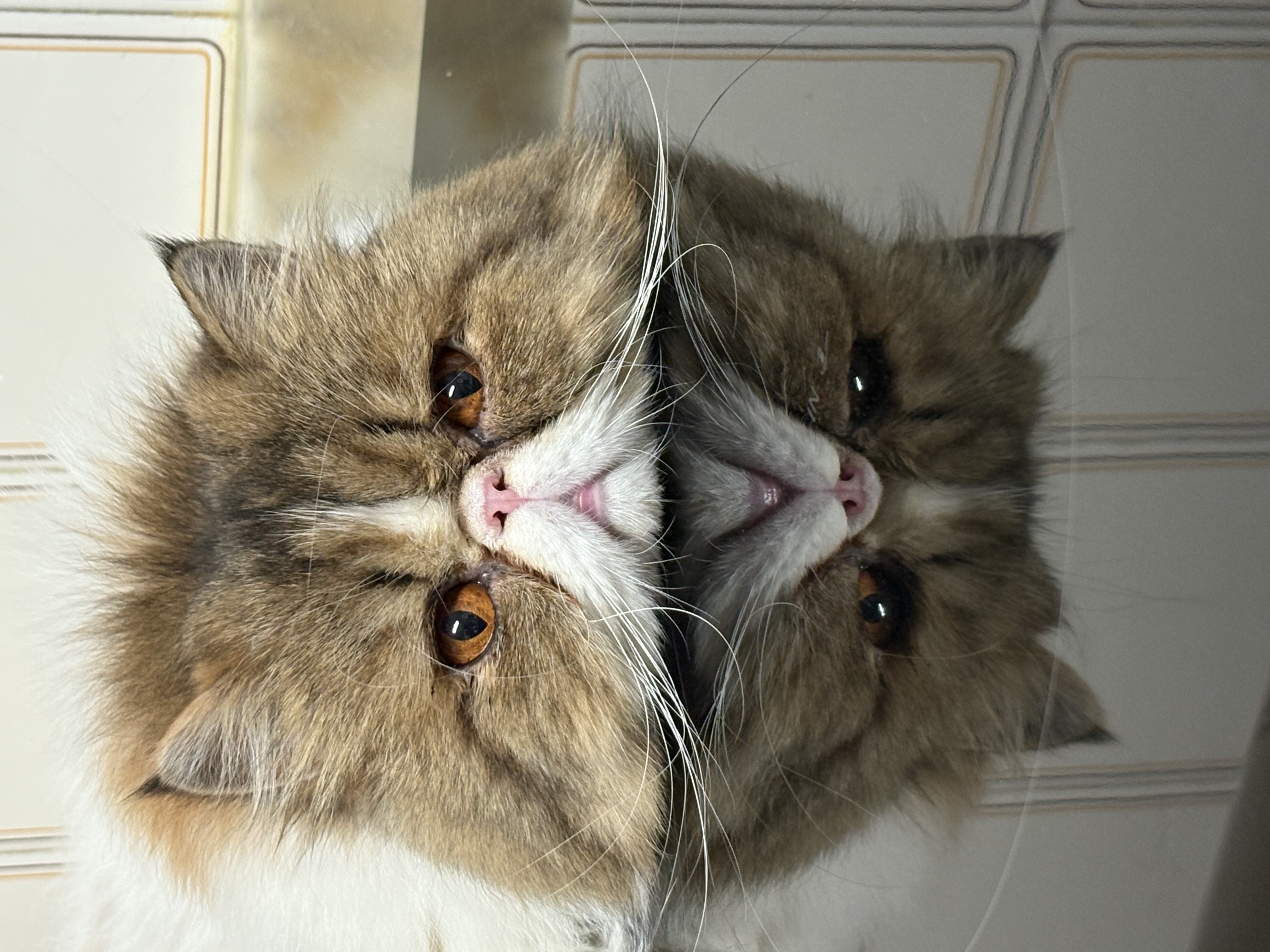 Familia de Casa Belich Estrella “Bella” en Alicante