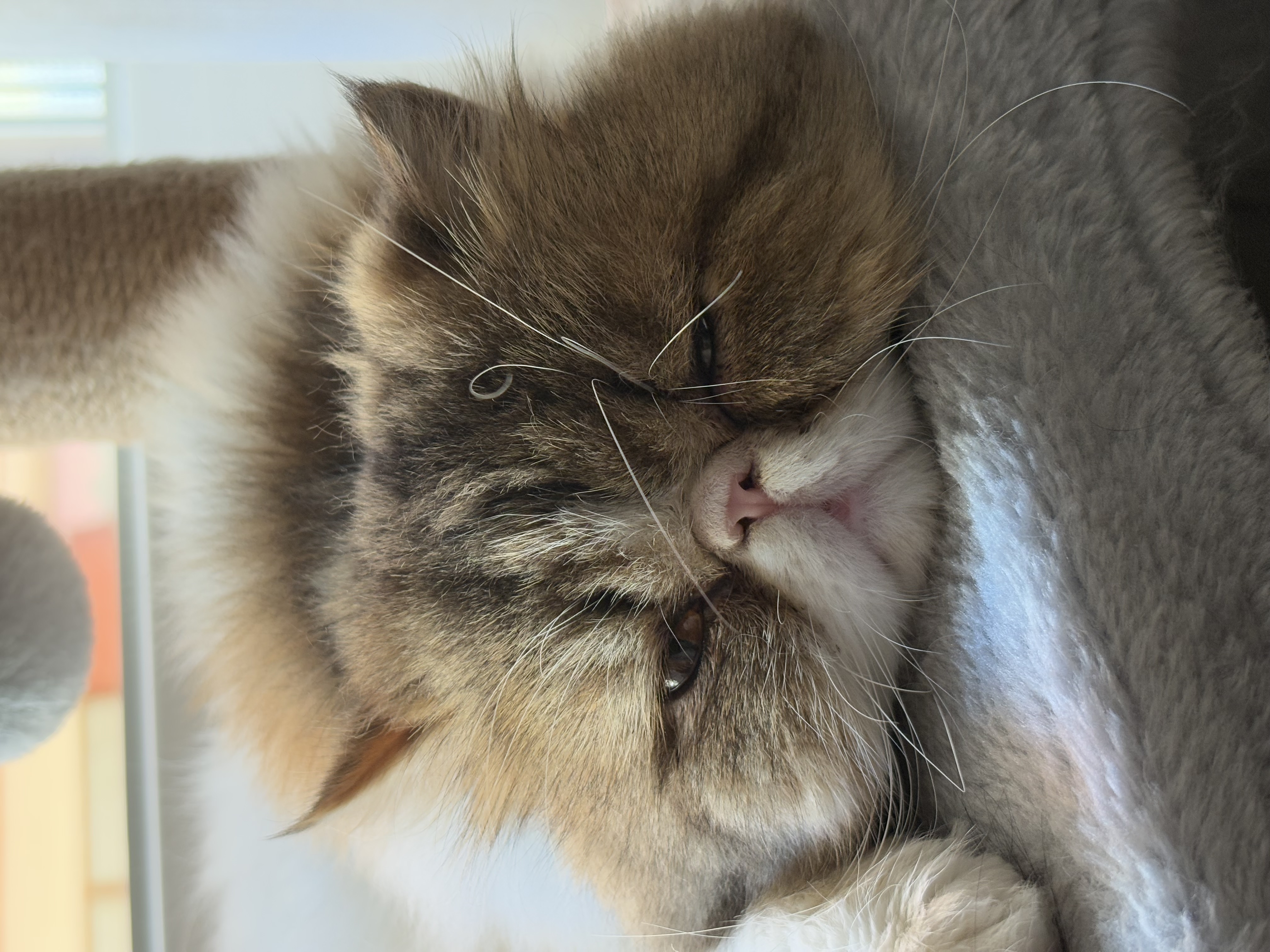 Familia de Casa Belich Estrella “Bella” en Alicante