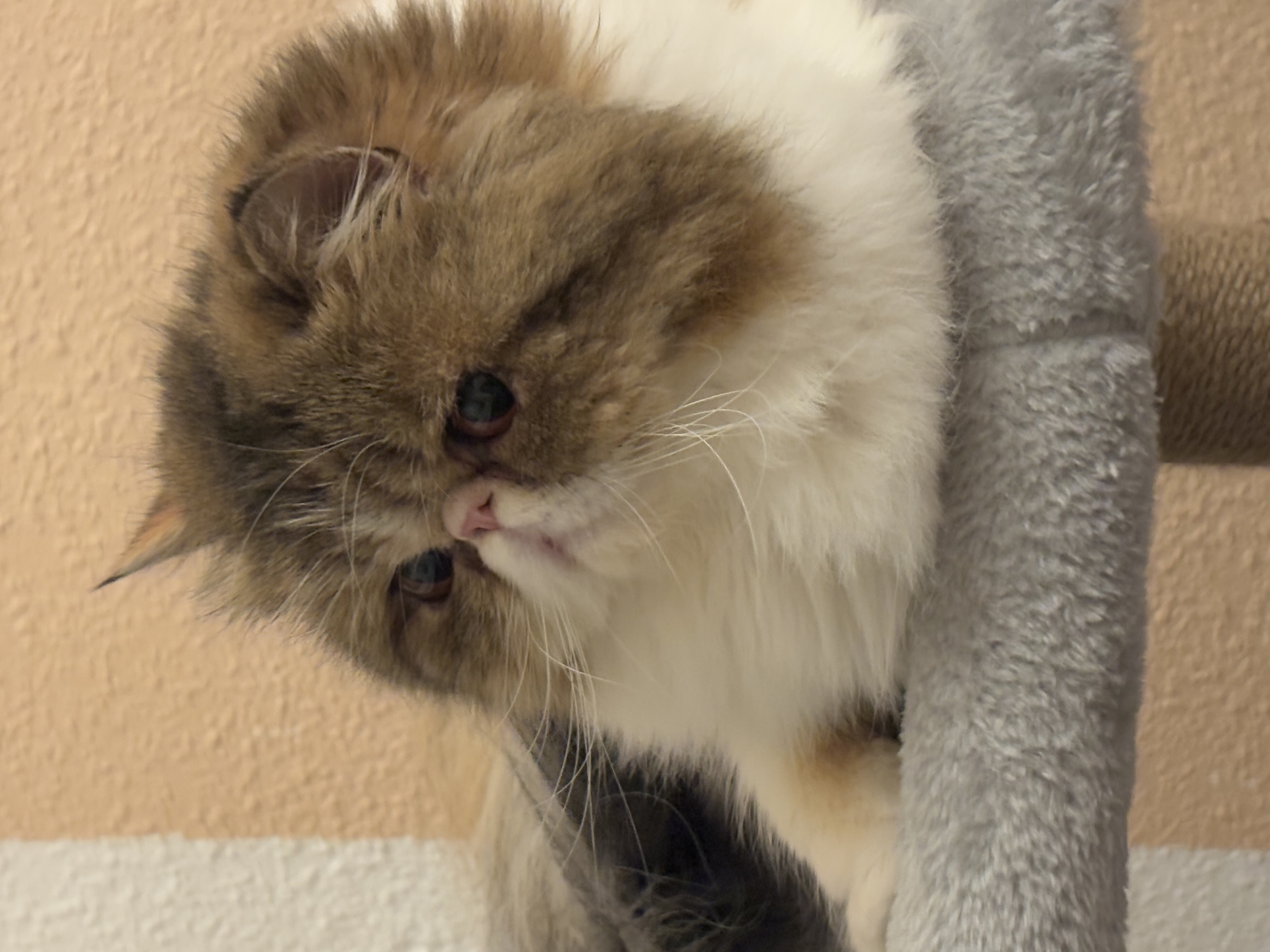 Familia de Casa Belich Estrella “Bella” en Alicante