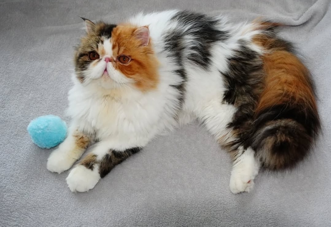 Familia de Casa Belich Ariel en Alicante