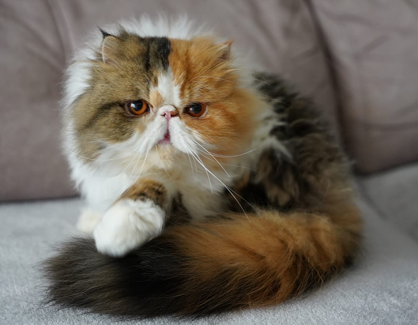 Familia de Casa Belich Ariel en Alicante