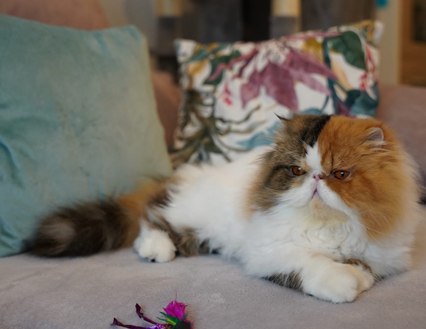 Familia de Casa Belich Ariel en Alicante