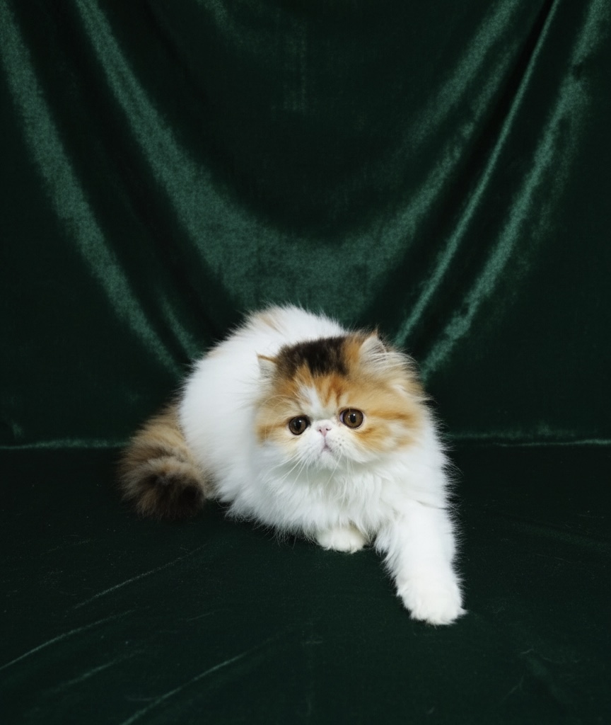 Familia de Casa Belich Luna en Cordoba