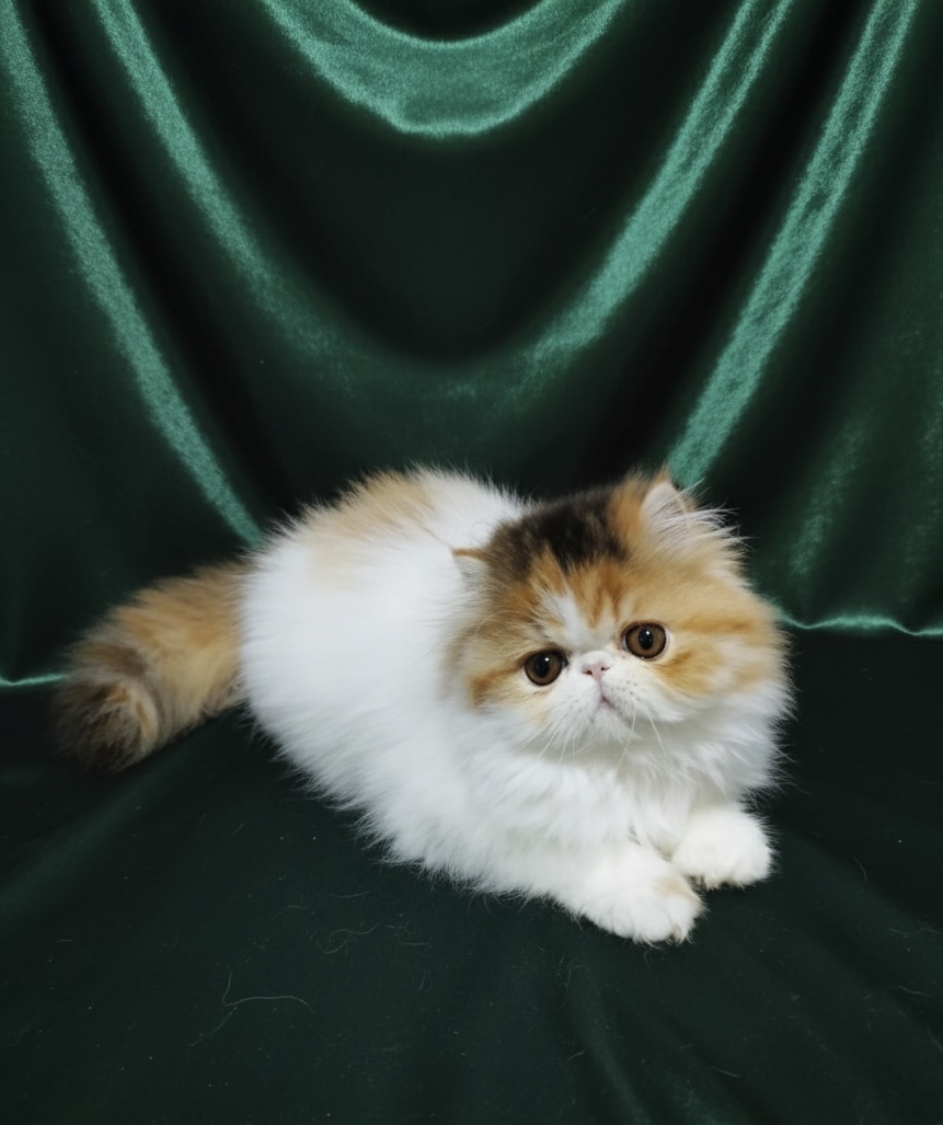 Familia de Casa Belich Luna en Cordoba