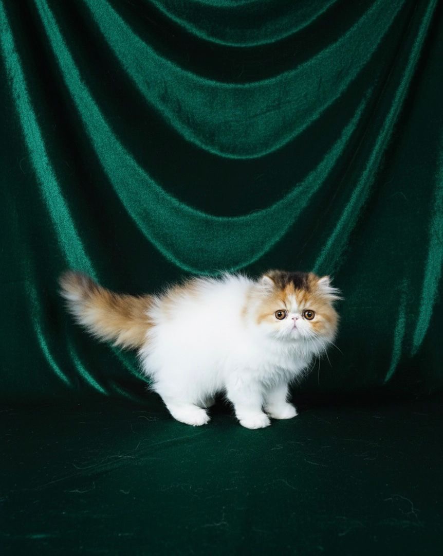 Familia de Casa Belich Luna en Cordoba