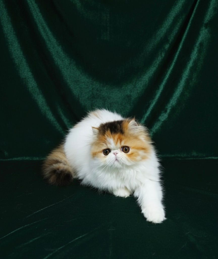 Familia de Casa Belich Luna en Cordoba