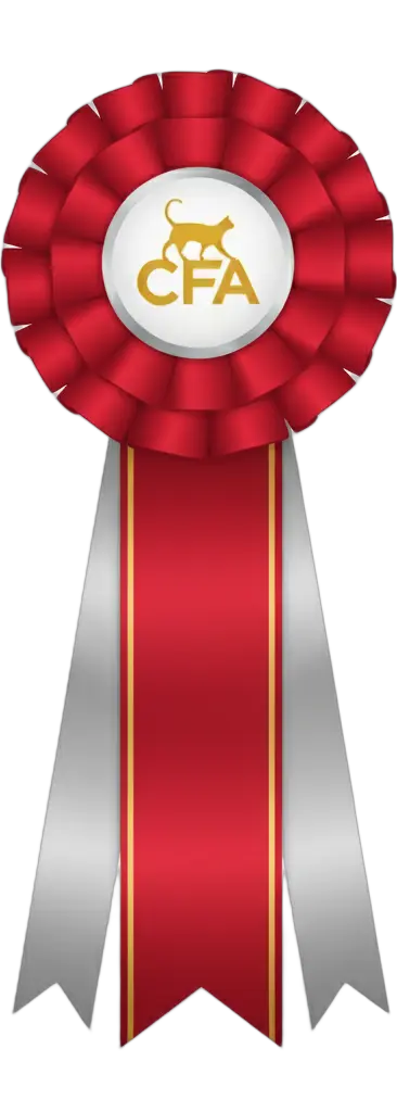 Roseta: 8th Best Kitten AB