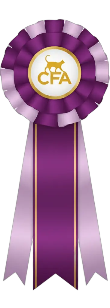 Roseta: 6th Best Kitten LH